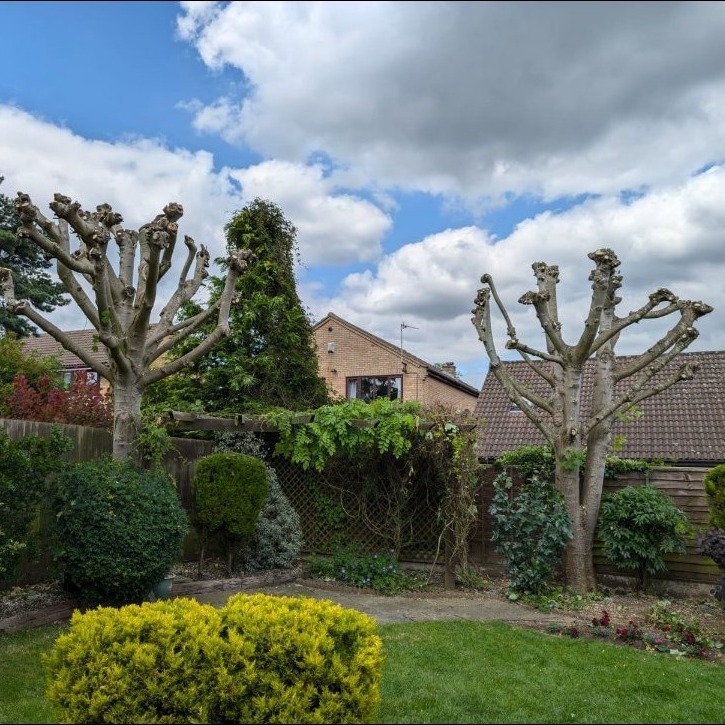 A pruned tree