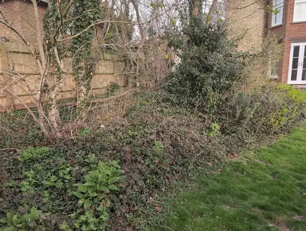 Hedge