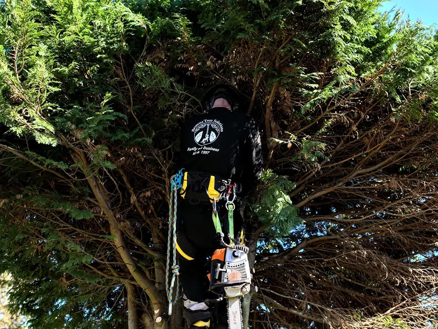 Bird nesting season in the UK, can you cut your hedges? Brandon climbing a tree