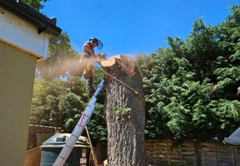 Tree removal