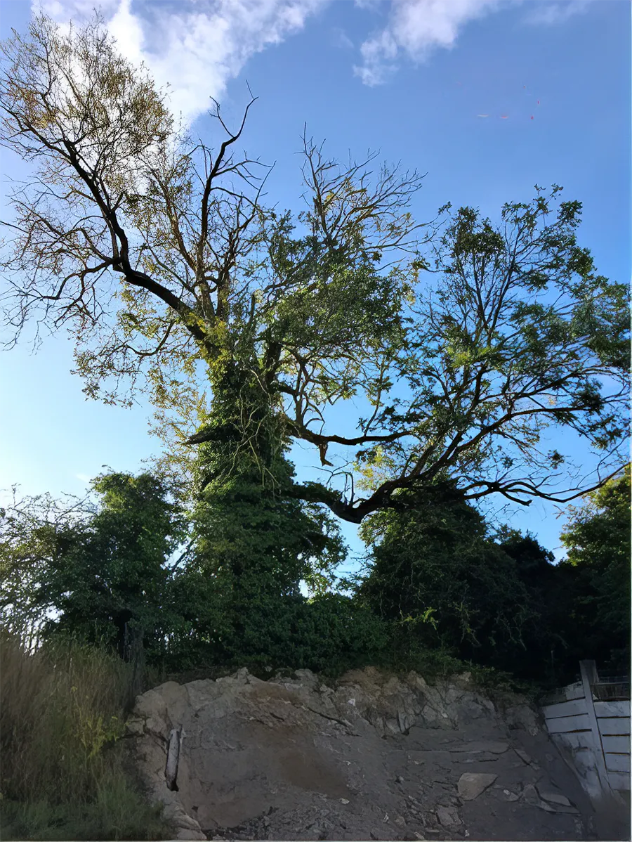 Tree dieback example Tree dieback example