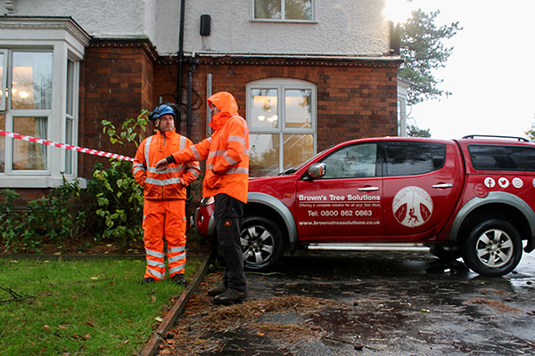 Tree Surveys & Reports