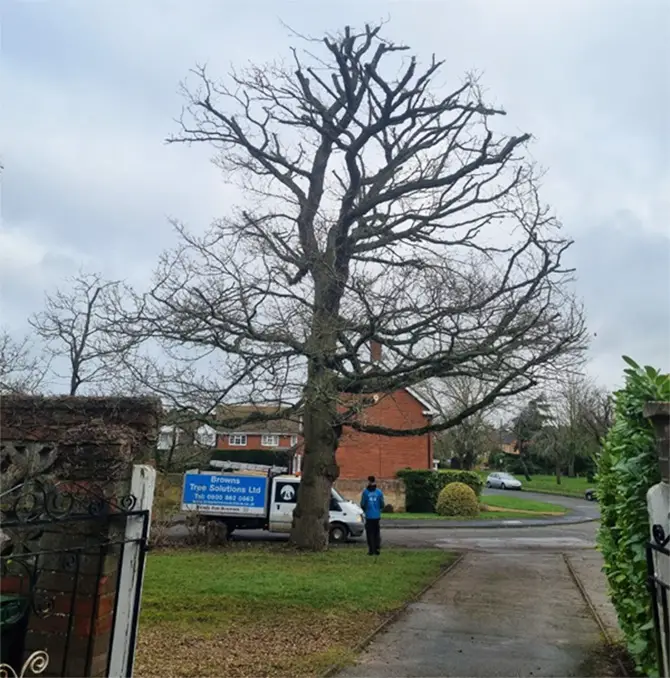 Tree surveying